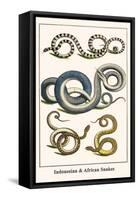 Indonesian and African Snakes-Albertus Seba-Framed Stretched Canvas