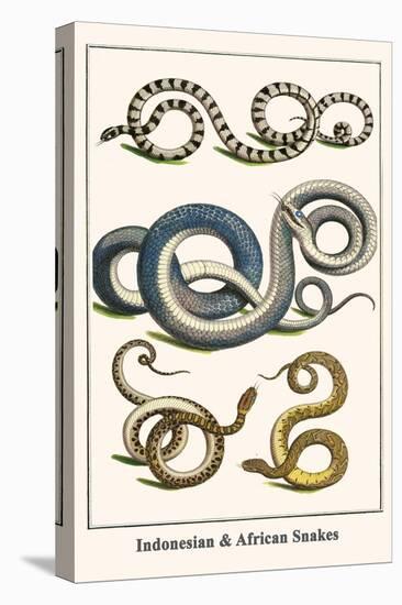 Indonesian and African Snakes-Albertus Seba-Stretched Canvas