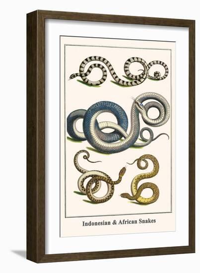 Indonesian and African Snakes-Albertus Seba-Framed Art Print