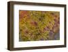 Indonesian Flame Agate-Darrell Gulin-Framed Photographic Print