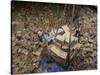 Indonesian Navy Sailors Load Boxes of Aid Bound for Banda Aceh into a Container Ship-null-Stretched Canvas