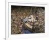 Indonesian Navy Sailors Load Boxes of Aid Bound for Banda Aceh into a Container Ship-null-Framed Photographic Print