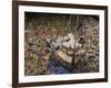 Indonesian Navy Sailors Load Boxes of Aid Bound for Banda Aceh into a Container Ship-null-Framed Photographic Print