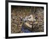 Indonesian Navy Sailors Load Boxes of Aid Bound for Banda Aceh into a Container Ship-null-Framed Photographic Print