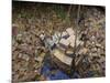 Indonesian Navy Sailors Load Boxes of Aid Bound for Banda Aceh into a Container Ship-null-Mounted Photographic Print