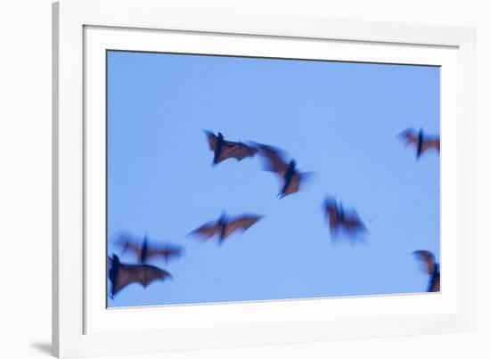 Indonesian short-nosed fruit bat, Komodo Island, Indonesia-Stuart Westmorland-Framed Photographic Print