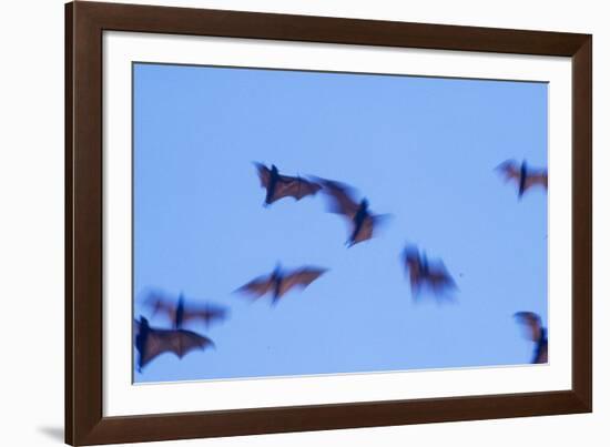 Indonesian short-nosed fruit bat, Komodo Island, Indonesia-Stuart Westmorland-Framed Photographic Print