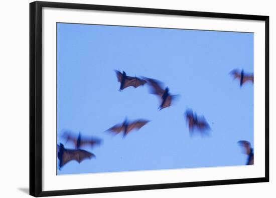 Indonesian short-nosed fruit bat, Komodo Island, Indonesia-Stuart Westmorland-Framed Photographic Print