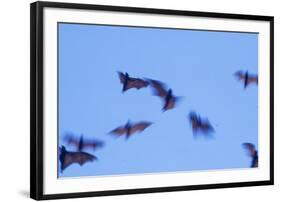 Indonesian short-nosed fruit bat, Komodo Island, Indonesia-Stuart Westmorland-Framed Photographic Print