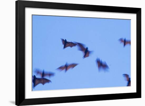 Indonesian short-nosed fruit bat, Komodo Island, Indonesia-Stuart Westmorland-Framed Photographic Print