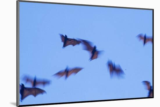 Indonesian short-nosed fruit bat, Komodo Island, Indonesia-Stuart Westmorland-Mounted Photographic Print