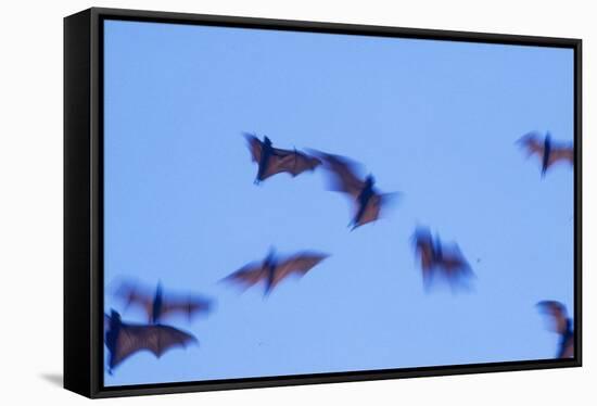 Indonesian short-nosed fruit bat, Komodo Island, Indonesia-Stuart Westmorland-Framed Stretched Canvas