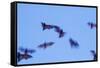 Indonesian short-nosed fruit bat, Komodo Island, Indonesia-Stuart Westmorland-Framed Stretched Canvas