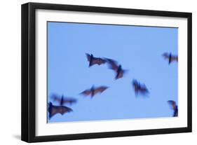 Indonesian short-nosed fruit bat, Komodo Island, Indonesia-Stuart Westmorland-Framed Photographic Print