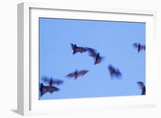 Indonesian short-nosed fruit bat, Komodo Island, Indonesia-Stuart Westmorland-Framed Photographic Print