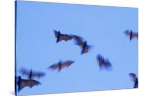 Indonesian short-nosed fruit bat, Komodo Island, Indonesia-Stuart Westmorland-Stretched Canvas