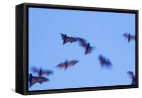 Indonesian short-nosed fruit bat, Komodo Island, Indonesia-Stuart Westmorland-Framed Stretched Canvas