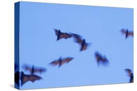 Indonesian short-nosed fruit bat, Komodo Island, Indonesia-Stuart Westmorland-Stretched Canvas