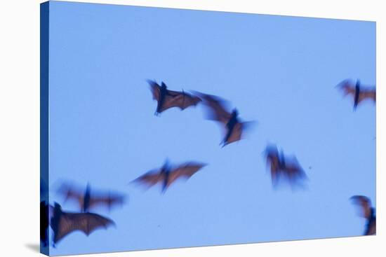 Indonesian short-nosed fruit bat, Komodo Island, Indonesia-Stuart Westmorland-Stretched Canvas