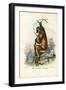 Indri, 1863-79-Raimundo Petraroja-Framed Giclee Print