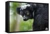 Indri, Andasibe National Park, Madagascar-Paul Souders-Framed Stretched Canvas