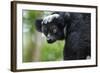 Indri, Andasibe National Park, Madagascar-Paul Souders-Framed Photographic Print