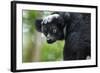 Indri, Andasibe National Park, Madagascar-Paul Souders-Framed Photographic Print