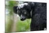 Indri, Andasibe National Park, Madagascar-Paul Souders-Mounted Photographic Print