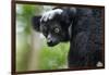 Indri, Andasibe National Park, Madagascar-Paul Souders-Framed Photographic Print