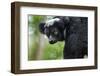 Indri, Andasibe National Park, Madagascar-Paul Souders-Framed Photographic Print