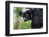 Indri, Andasibe National Park, Madagascar-Paul Souders-Framed Photographic Print