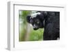 Indri, Andasibe National Park, Madagascar-Paul Souders-Framed Photographic Print