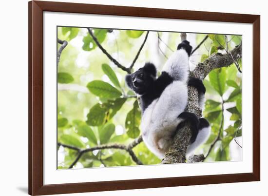 Indri (Babakoto) (Indri Indri), a Large Lemur in Perinet Reserve, Andasibe-Mantadia National Park-Matthew Williams-Ellis-Framed Photographic Print