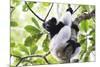 Indri (Babakoto) (Indri Indri), a Large Lemur in Perinet Reserve, Andasibe-Mantadia National Park-Matthew Williams-Ellis-Mounted Photographic Print