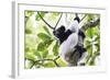 Indri (Babakoto) (Indri Indri), a Large Lemur in Perinet Reserve, Andasibe-Mantadia National Park-Matthew Williams-Ellis-Framed Photographic Print