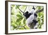 Indri (Babakoto) (Indri Indri), a Large Lemur in Perinet Reserve, Andasibe-Mantadia National Park-Matthew Williams-Ellis-Framed Photographic Print