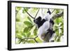 Indri (Babakoto) (Indri Indri), a Large Lemur in Perinet Reserve, Andasibe-Mantadia National Park-Matthew Williams-Ellis-Framed Photographic Print