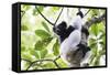 Indri (Babakoto) (Indri Indri), a Large Lemur in Perinet Reserve, Andasibe-Mantadia National Park-Matthew Williams-Ellis-Framed Stretched Canvas