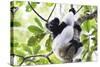 Indri (Babakoto) (Indri Indri), a Large Lemur in Perinet Reserve, Andasibe-Mantadia National Park-Matthew Williams-Ellis-Stretched Canvas