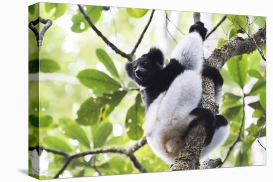 Indri (Babakoto) (Indri Indri), a Large Lemur in Perinet Reserve, Andasibe-Mantadia National Park-Matthew Williams-Ellis-Stretched Canvas