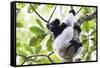 Indri (Babakoto) (Indri Indri), a Large Lemur in Perinet Reserve, Andasibe-Mantadia National Park-Matthew Williams-Ellis-Framed Stretched Canvas