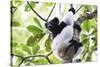 Indri (Babakoto) (Indri Indri), a Large Lemur in Perinet Reserve, Andasibe-Mantadia National Park-Matthew Williams-Ellis-Stretched Canvas