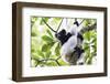 Indri (Babakoto) (Indri Indri), a Large Lemur in Perinet Reserve, Andasibe-Mantadia National Park-Matthew Williams-Ellis-Framed Photographic Print