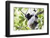 Indri (Babakoto) (Indri Indri), a Large Lemur in Perinet Reserve, Andasibe-Mantadia National Park-Matthew Williams-Ellis-Framed Photographic Print