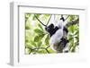 Indri (Babakoto) (Indri Indri), a Large Lemur in Perinet Reserve, Andasibe-Mantadia National Park-Matthew Williams-Ellis-Framed Photographic Print