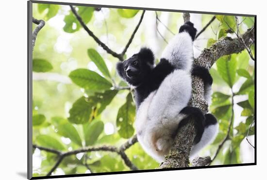 Indri (Babakoto) (Indri Indri), a Large Lemur in Perinet Reserve, Andasibe-Mantadia National Park-Matthew Williams-Ellis-Mounted Photographic Print