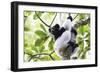 Indri (Babakoto) (Indri Indri), a Large Lemur in Perinet Reserve, Andasibe-Mantadia National Park-Matthew Williams-Ellis-Framed Photographic Print