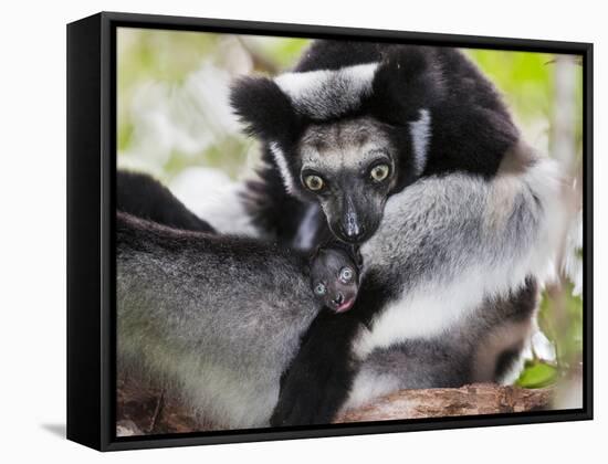 Indri (Indri Indri) Grooming Baby In Rainforest, East-Madagascar, Africa-Konrad Wothe-Framed Stretched Canvas