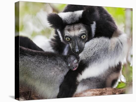 Indri (Indri Indri) Grooming Baby In Rainforest, East-Madagascar, Africa-Konrad Wothe-Stretched Canvas