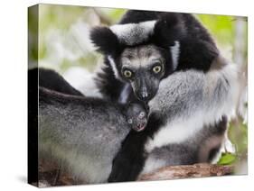 Indri (Indri Indri) Grooming Baby In Rainforest, East-Madagascar, Africa-Konrad Wothe-Stretched Canvas